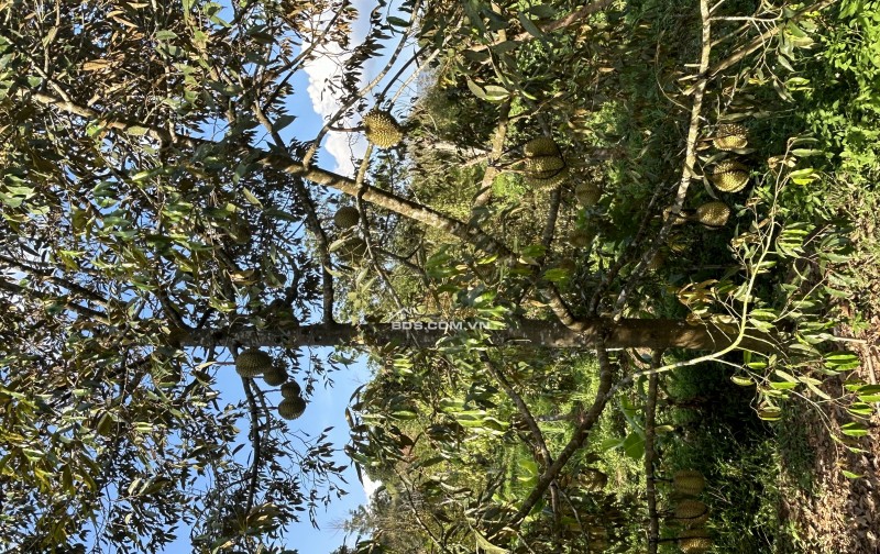 Bán đất nghỉ dưỡng view đẹp tại Khánh Hòa - Hoa hồng cho môi giới: 2%